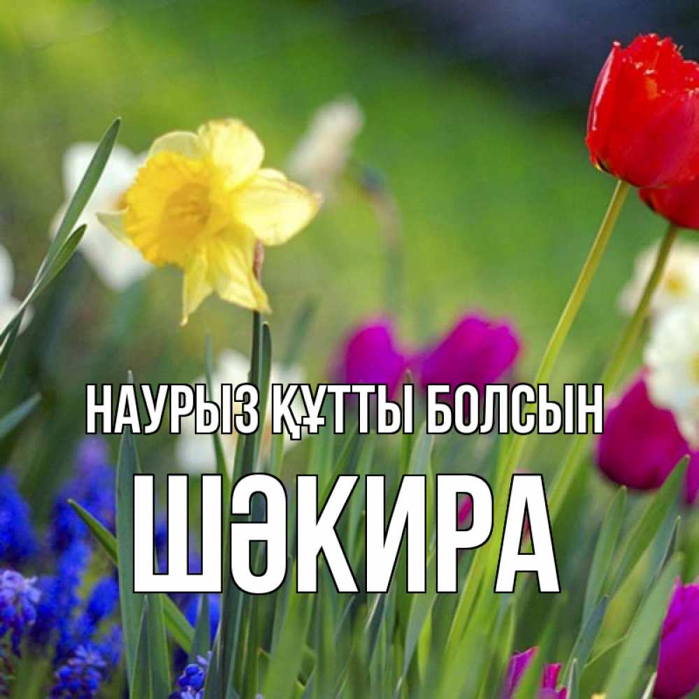 Күн сайын ашық хат с именем, ШӘКИРА Наурыз құтты болсын наурыз  3 открытки Онлайн тегін жүктеп алу тілектері бар керемет карта 