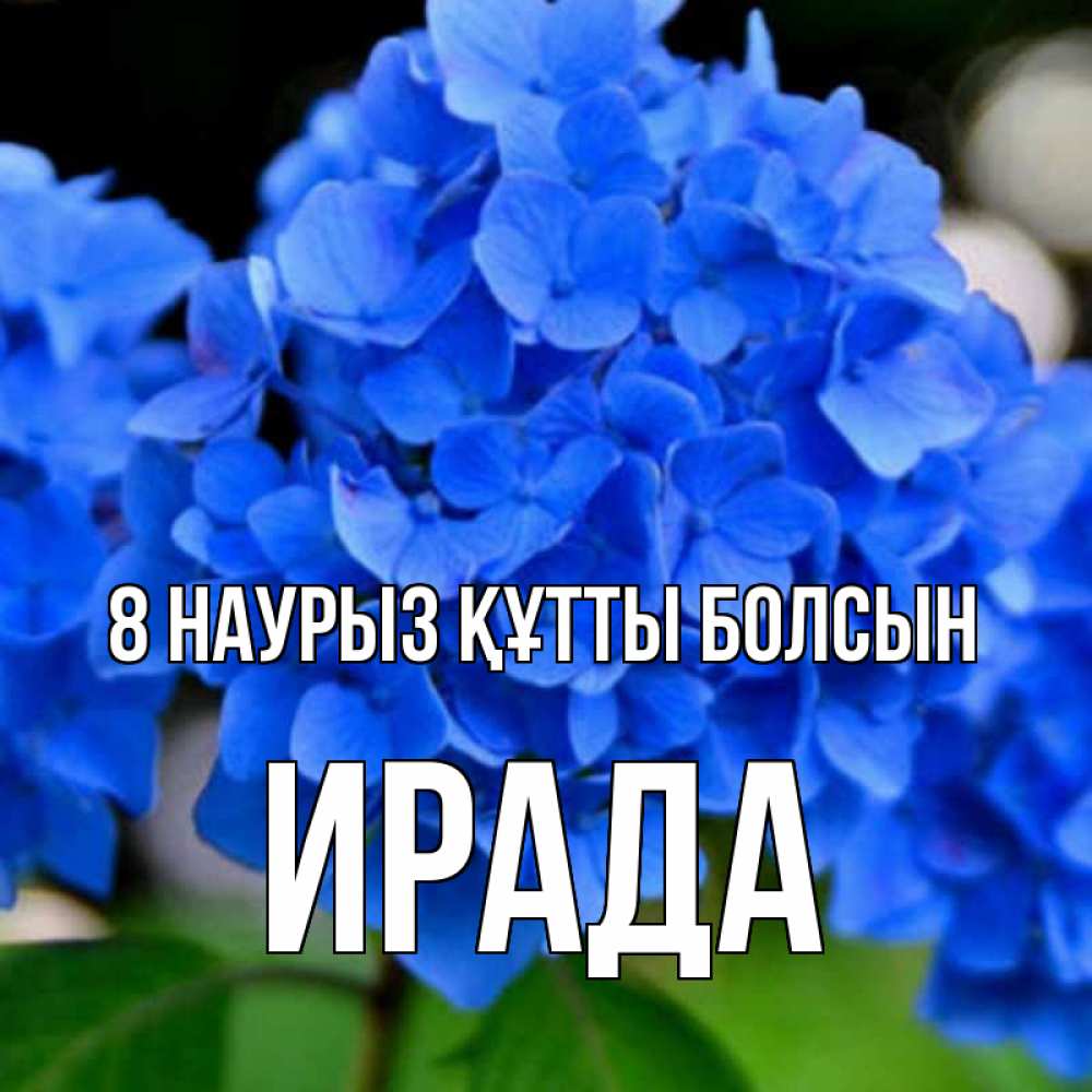 Күн сайын ашық хат с именем, ИРАДА 8 наурыз құтты болсын синие цветы Онлайн тегін жүктеп алу тілектері бар керемет карта 