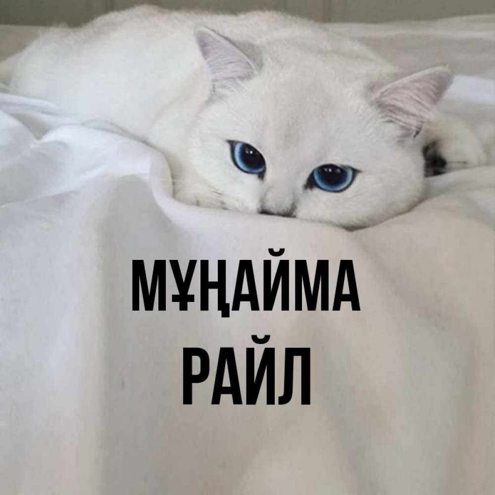 Күн сайын ашық хат с именем, РАЙЛ Мұңайма Голубоглазая кошка Онлайн тегін жүктеп алу тілектері бар керемет карта 