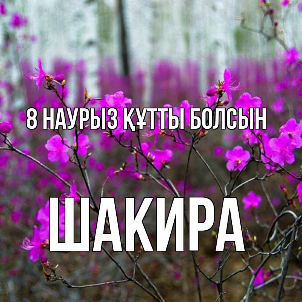 Күн сайын ашық хат с именем, Шакира 8 наурыз құтты болсын дикие цветы Онлайн тегін жүктеп алу тілектері бар керемет карта 