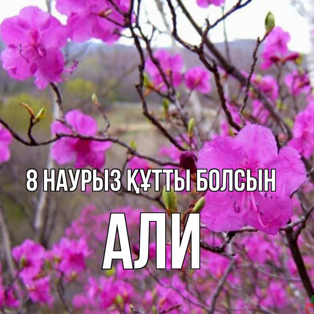 Күн сайын ашық хат с именем, Али 8 наурыз құтты болсын международный женский день Онлайн тегін жүктеп алу тілектері бар керемет карта 