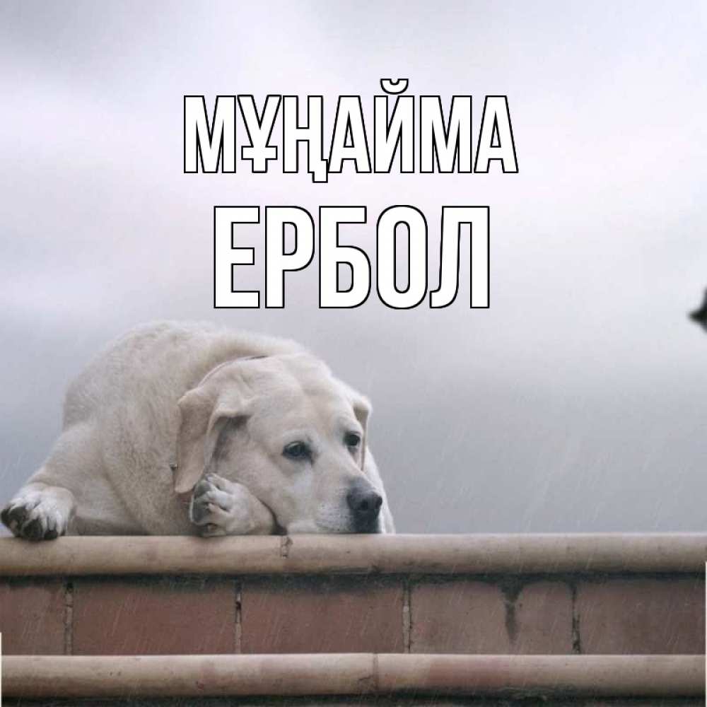 Күн сайын ашық хат с именем, Ербол Мұңайма белый пес 1 Онлайн тегін жүктеп алу тілектері бар керемет карта 