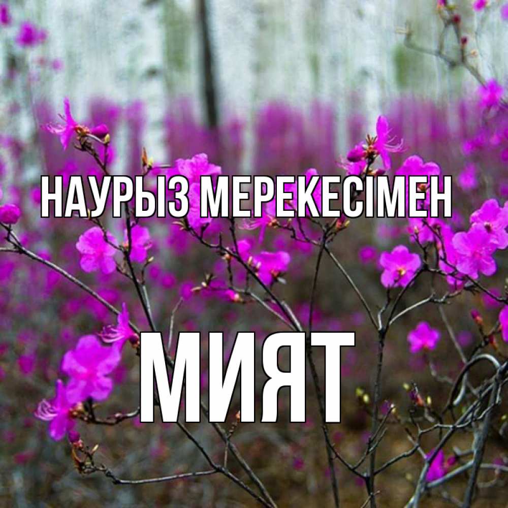 Күн сайын ашық хат с именем, МИЯТ Наурыз мерекесімен дикие цветы Онлайн тегін жүктеп алу тілектері бар керемет карта 