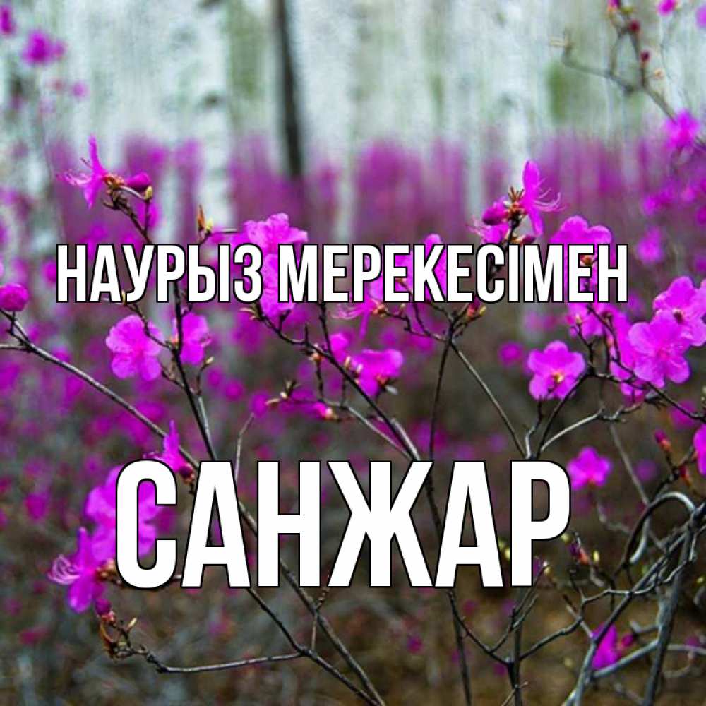 Күн сайын ашық хат с именем, САНЖАР Наурыз мерекесімен дикие цветы Онлайн тегін жүктеп алу тілектері бар керемет карта 