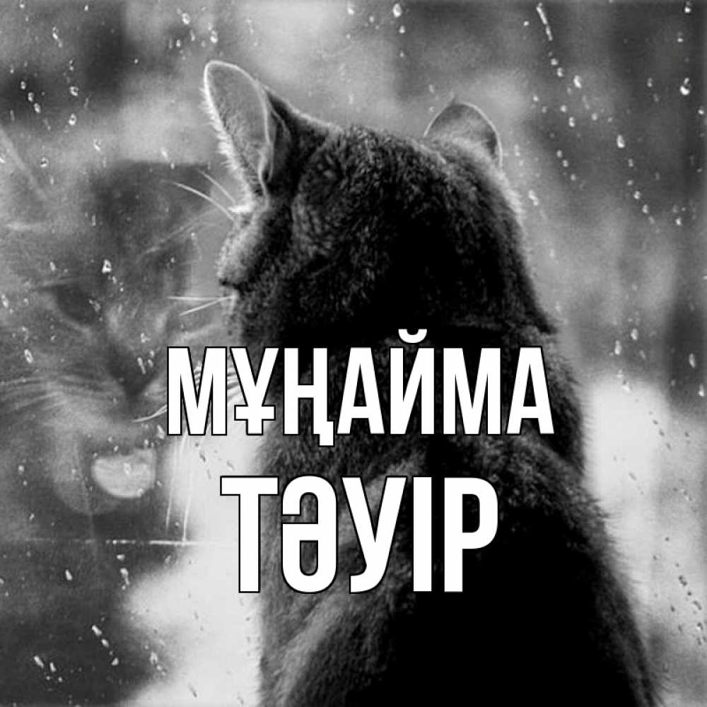 Күн сайын ашық хат с именем, ТӘУІР Мұңайма отражение кота 1 Онлайн тегін жүктеп алу тілектері бар керемет карта 