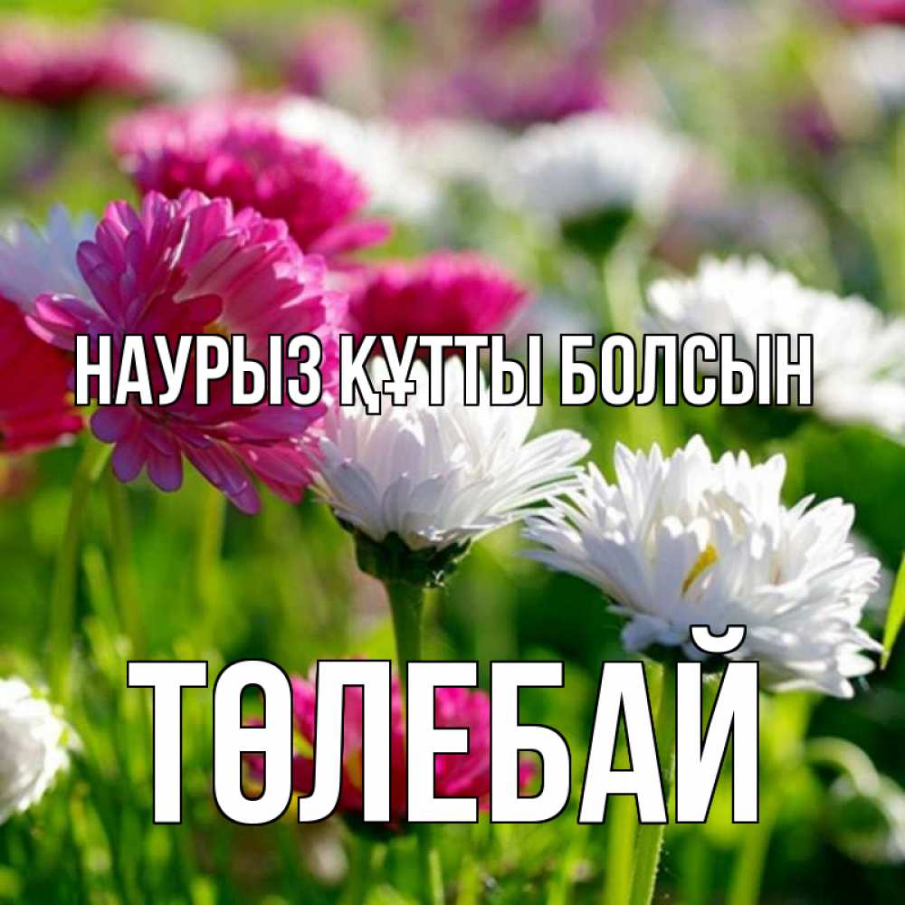 Күн сайын ашық хат с именем, ТӨЛЕБАЙ Наурыз құтты болсын наурыз Онлайн тегін жүктеп алу тілектері бар керемет карта 