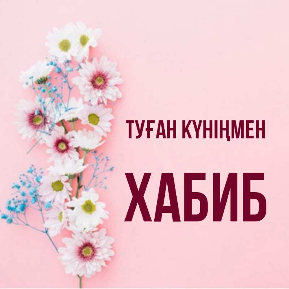 Күн сайын ашық хат с именем, ХАБИБ Туған күніңмен Родная моя с днем рождения тебя картинка с цветами белыми и голубыми Онлайн тегін жүктеп алу тілектері бар керемет карта 