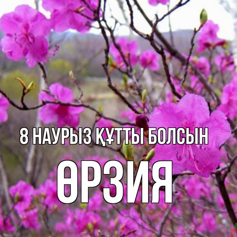 Күн сайын ашық хат с именем, ӨРЗИЯ 8 наурыз құтты болсын международный женский день Онлайн тегін жүктеп алу тілектері бар керемет карта 
