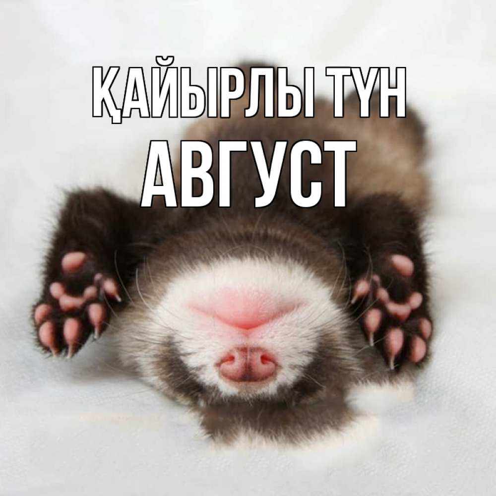 Күн сайын ашық хат с именем, Август Қайырлы түн зверек Онлайн тегін жүктеп алу тілектері бар керемет карта 