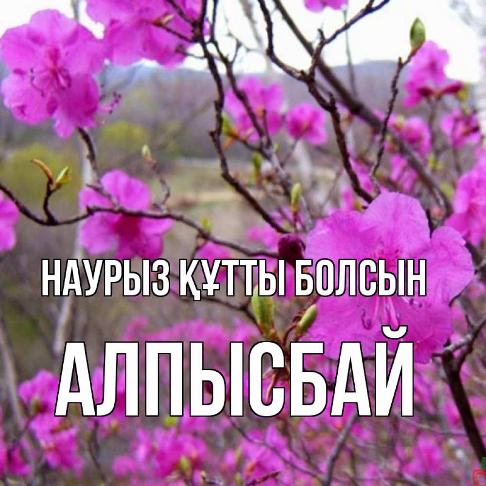 Күн сайын ашық хат с именем, Алпысбай Наурыз құтты болсын наурыз мейрамы кутты болсын Онлайн тегін жүктеп алу тілектері бар керемет карта 