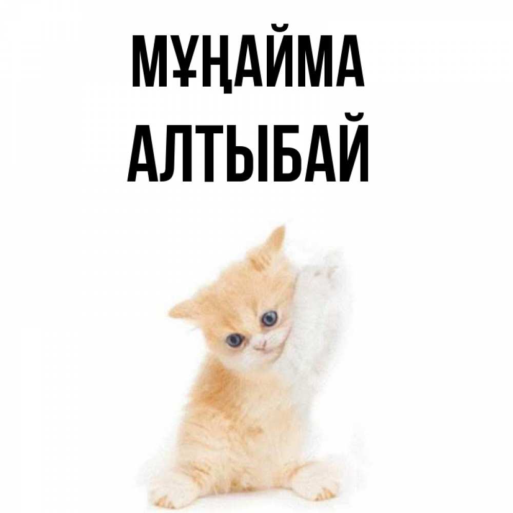 Күн сайын ашық хат с именем, Алтыбай Мұңайма просящий кот Онлайн тегін жүктеп алу тілектері бар керемет карта 