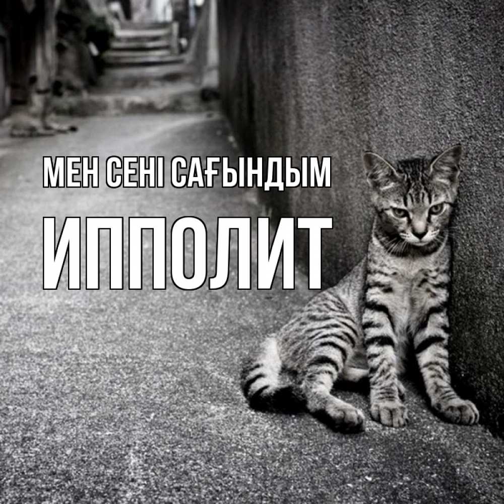 Күн сайын ашық хат с именем, Ипполит Мен сені сағындым одиноко котику Онлайн тегін жүктеп алу тілектері бар керемет карта 