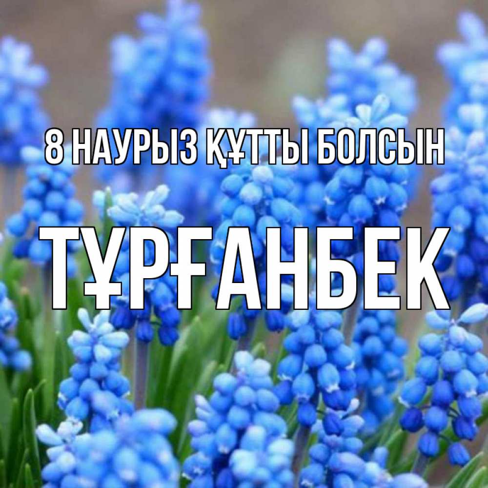 Күн сайын ашық хат с именем, ТҰРҒАНБЕК 8 наурыз құтты болсын Поздравительная открытка для женщин с цветами на праздничную дату Онлайн тегін жүктеп алу тілектері бар керемет карта 