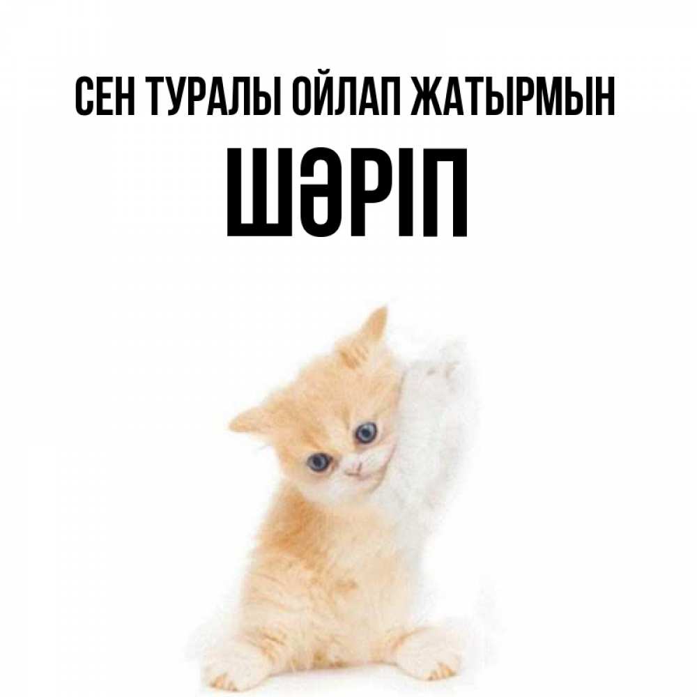 Күн сайын ашық хат с именем, ШӘРІП Сен туралы ойлап жатырмын зверушки и милота Онлайн тегін жүктеп алу тілектері бар керемет карта 