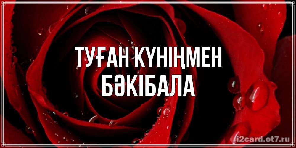 Күн сайын ашық хат с именем, БӘКІБАЛА Туған күніңмен крупная бордовая роза Онлайн тегін жүктеп алу тілектері бар керемет карта 