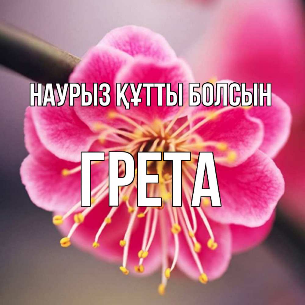 Күн сайын ашық хат с именем, Грета Наурыз құтты болсын цветы Онлайн тегін жүктеп алу тілектері бар керемет карта 