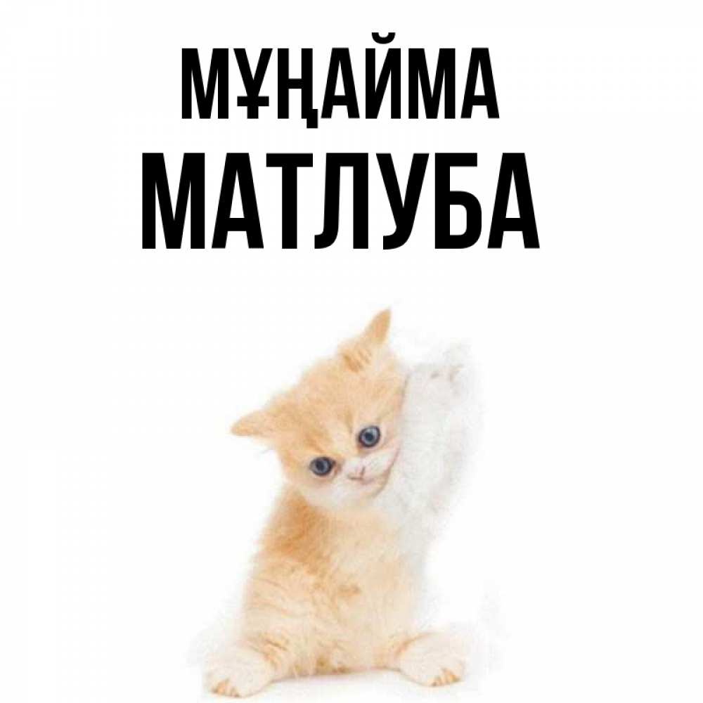Күн сайын ашық хат с именем, МАТЛУБА Мұңайма просящий кот Онлайн тегін жүктеп алу тілектері бар керемет карта 