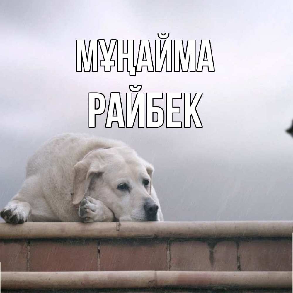Күн сайын ашық хат с именем, РАЙБЕК Мұңайма белый пес 1 Онлайн тегін жүктеп алу тілектері бар керемет карта 