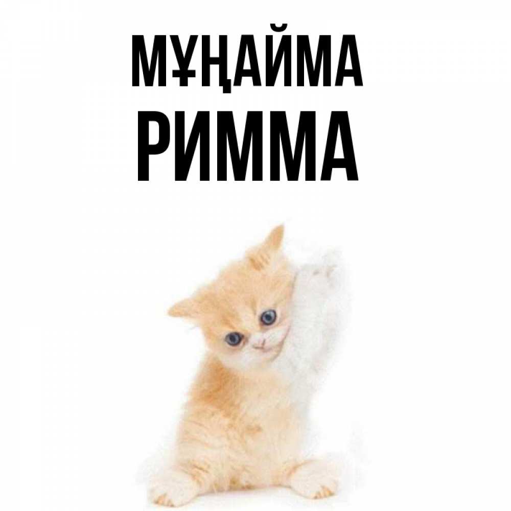 Күн сайын ашық хат с именем, Римма Мұңайма просящий кот Онлайн тегін жүктеп алу тілектері бар керемет карта 
