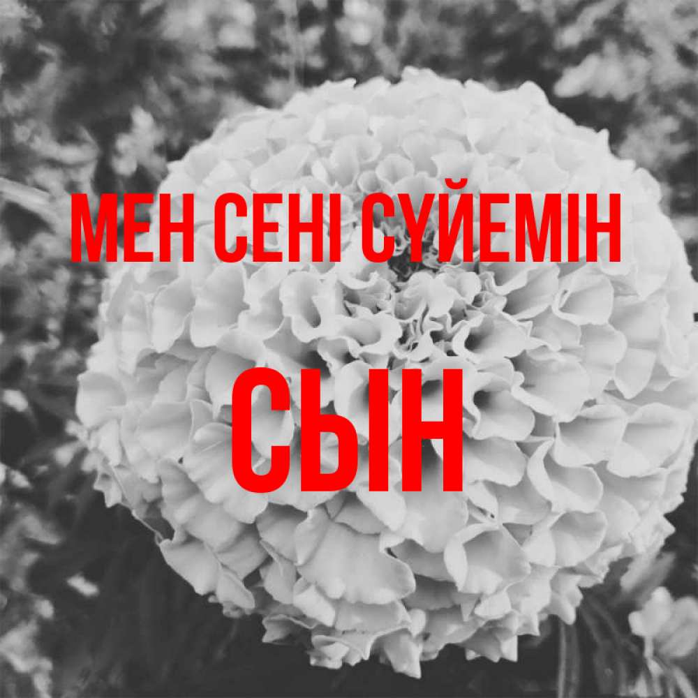 Күн сайын ашық хат с именем, Сын Мен сені сүйемін подпись Онлайн тегін жүктеп алу тілектері бар керемет карта 
