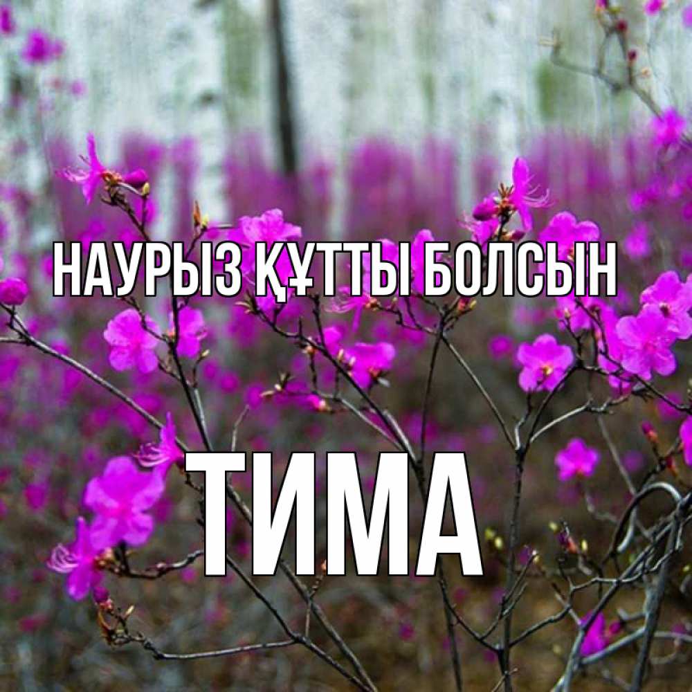Күн сайын ашық хат с именем, Тима Наурыз құтты болсын дикие цветы Онлайн тегін жүктеп алу тілектері бар керемет карта 