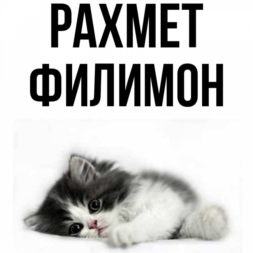 Күн сайын ашық хат с именем, Филимон рахмет черный и белый кот Онлайн тегін жүктеп алу тілектері бар керемет карта 