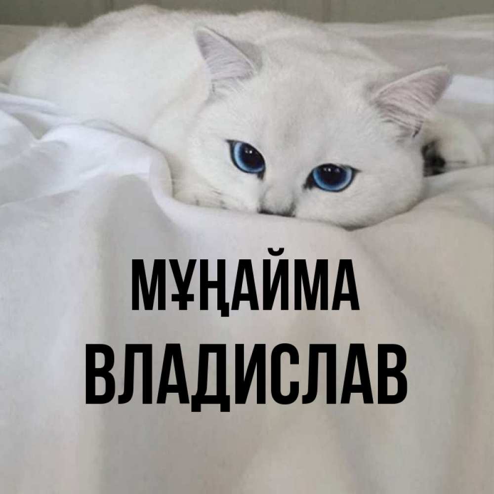 Күн сайын ашық хат с именем, Владислав Мұңайма Голубоглазая кошка Онлайн тегін жүктеп алу тілектері бар керемет карта 