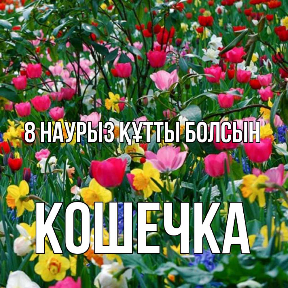Күн сайын ашық хат с именем, Кошечка 8 наурыз құтты болсын с международным женским днем поздравления для женщины Онлайн тегін жүктеп алу тілектері бар керемет карта 