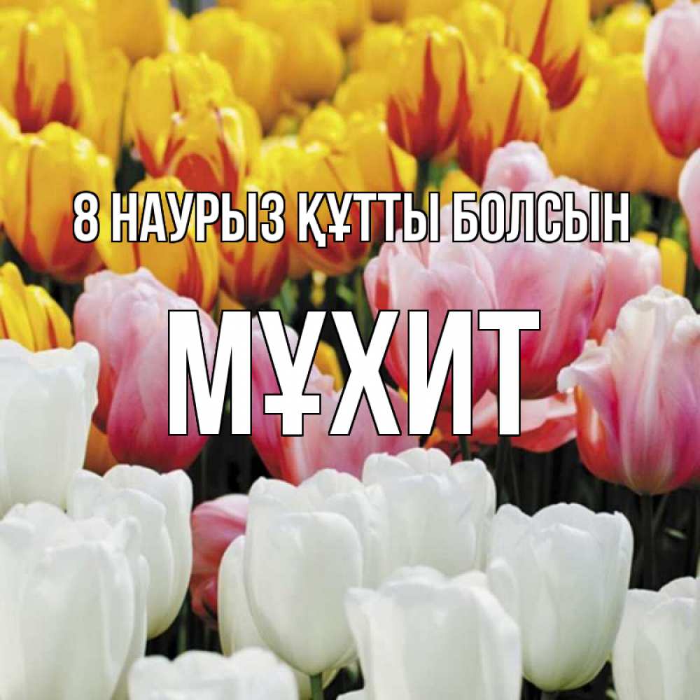 Күн сайын ашық хат с именем, МҰХИТ 8 наурыз құтты болсын разноцветные цветы Онлайн тегін жүктеп алу тілектері бар керемет карта 