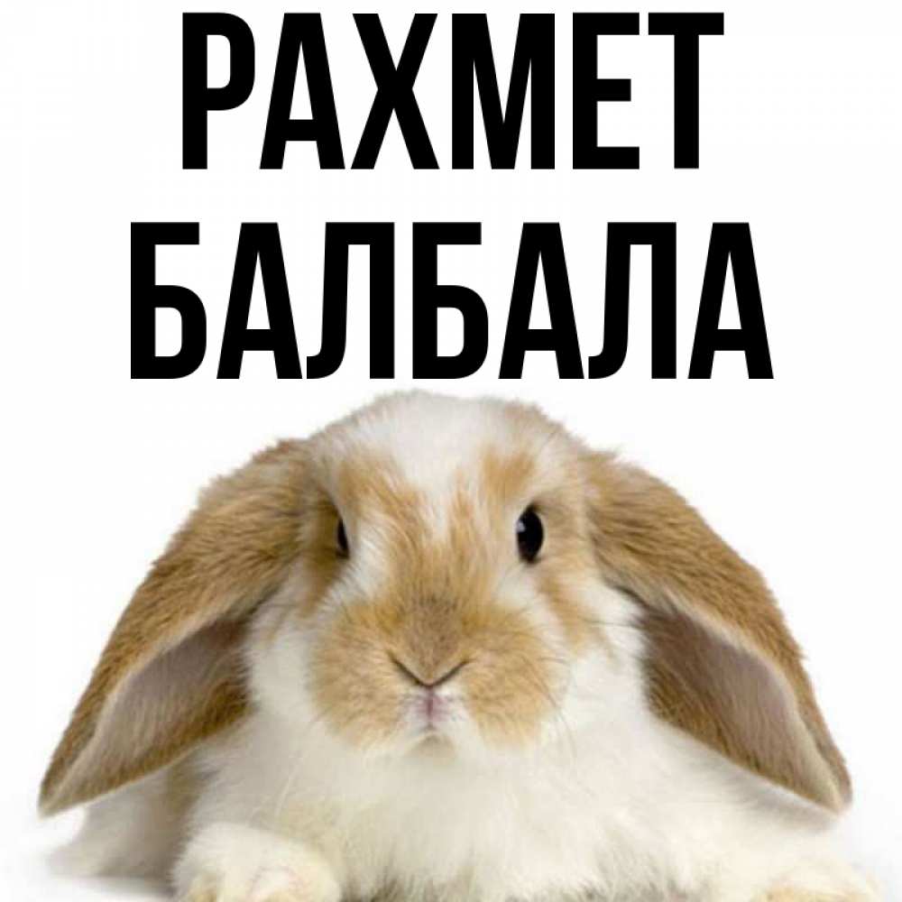 Күн сайын ашық хат с именем, БАЛБАЛА рахмет коричнево белый заяц Онлайн тегін жүктеп алу тілектері бар керемет карта 
