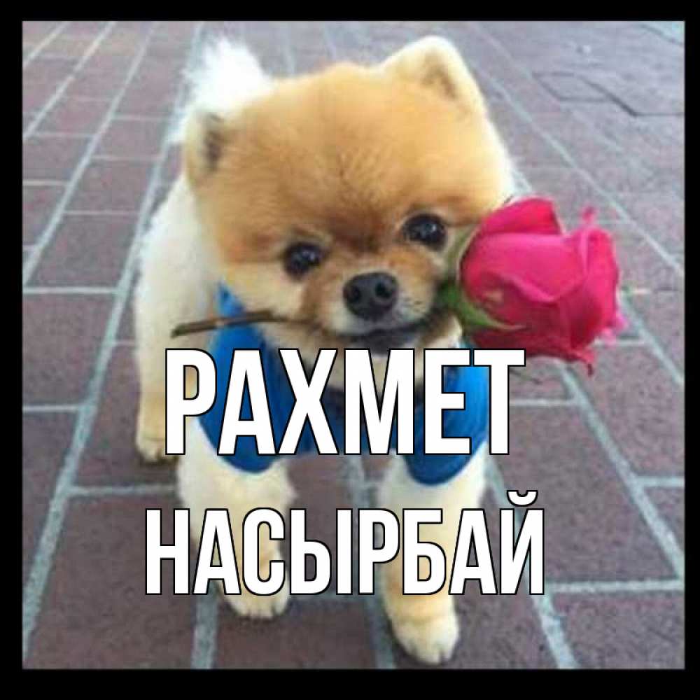 Күн сайын ашық хат с именем, Насырбай рахмет спасибо и дарю тебе цветок Онлайн тегін жүктеп алу тілектері бар керемет карта 