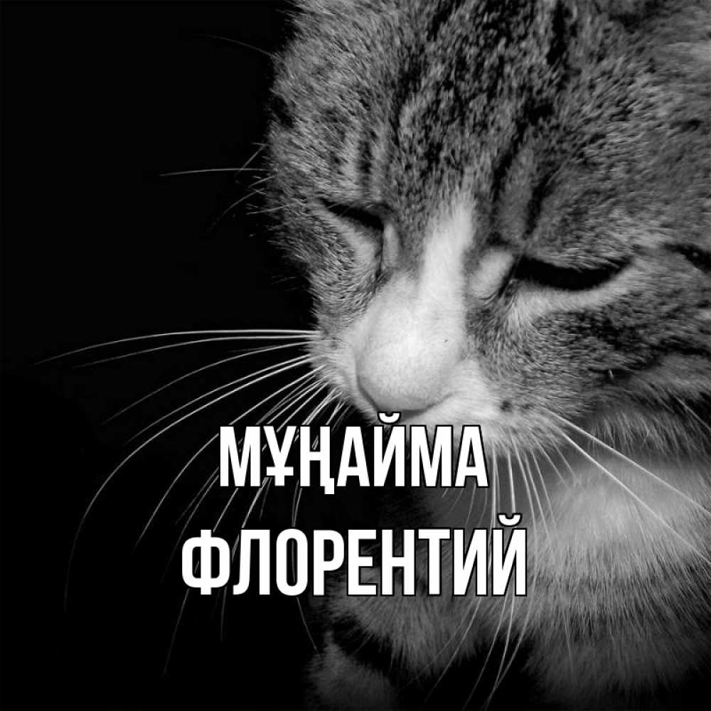 Күн сайын ашық хат с именем, Флорентий Мұңайма грустный котик Онлайн тегін жүктеп алу тілектері бар керемет карта 