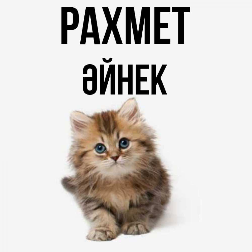 Күн сайын ашық хат с именем, ӘЙНЕК рахмет пушистый котик Онлайн тегін жүктеп алу тілектері бар керемет карта 