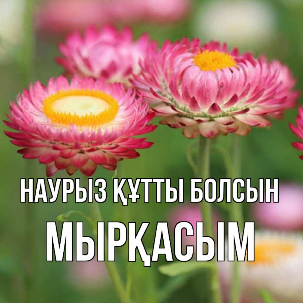 Күн сайын ашық хат с именем, МЫРҚАСЫМ Наурыз құтты болсын подарок на международный женский день Онлайн тегін жүктеп алу тілектері бар керемет карта 
