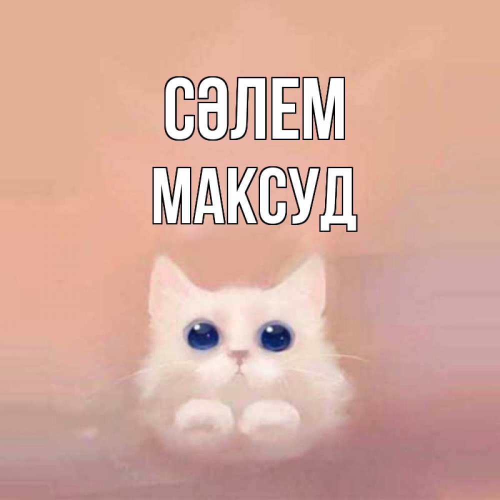 Күн сайын ашық хат с именем, Максуд Сәлем котик белый в полете Онлайн тегін жүктеп алу тілектері бар керемет карта 