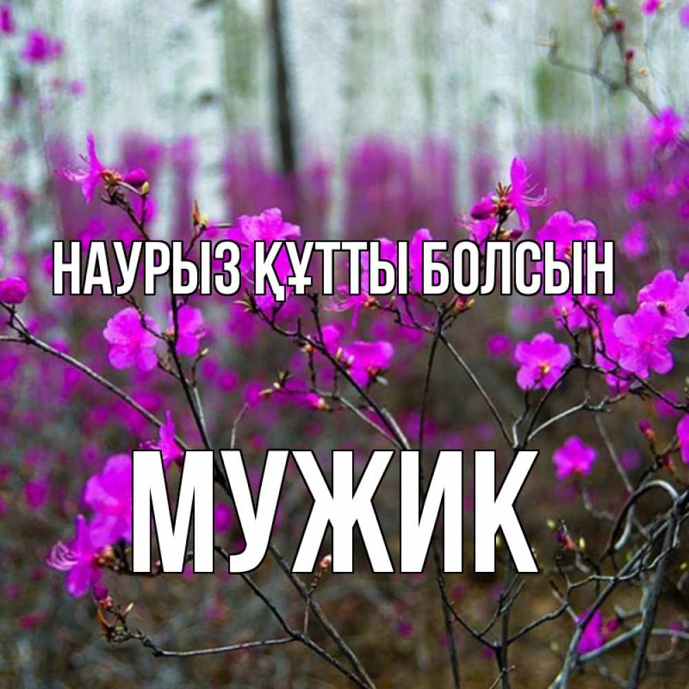 Күн сайын ашық хат с именем, Мужик Наурыз құтты болсын дикие цветы Онлайн тегін жүктеп алу тілектері бар керемет карта 