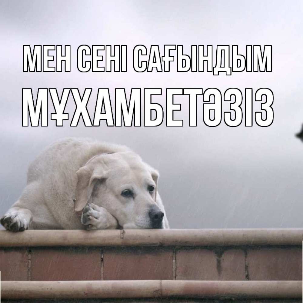 Күн сайын ашық хат с именем, МҰХАМБЕТӘЗІЗ Мен сені сағындым ждет Онлайн тегін жүктеп алу тілектері бар керемет карта 
