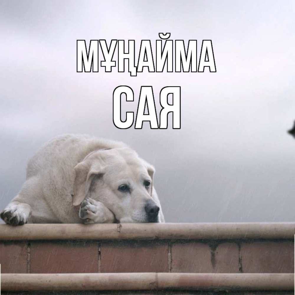 Күн сайын ашық хат с именем, САЯ Мұңайма белый пес 1 Онлайн тегін жүктеп алу тілектері бар керемет карта 