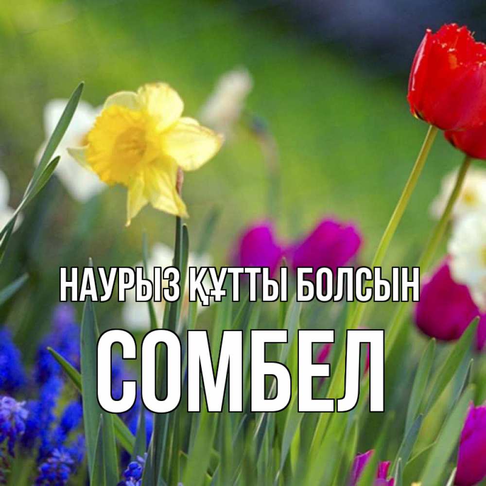 Күн сайын ашық хат с именем, СОМБЕЛ Наурыз құтты болсын наурыз  3 открытки Онлайн тегін жүктеп алу тілектері бар керемет карта 
