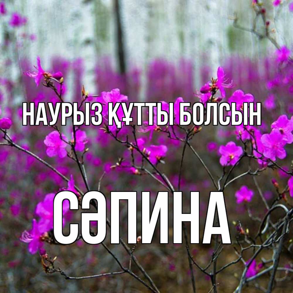 Күн сайын ашық хат с именем, СӘПИНА Наурыз құтты болсын дикие цветы Онлайн тегін жүктеп алу тілектері бар керемет карта 