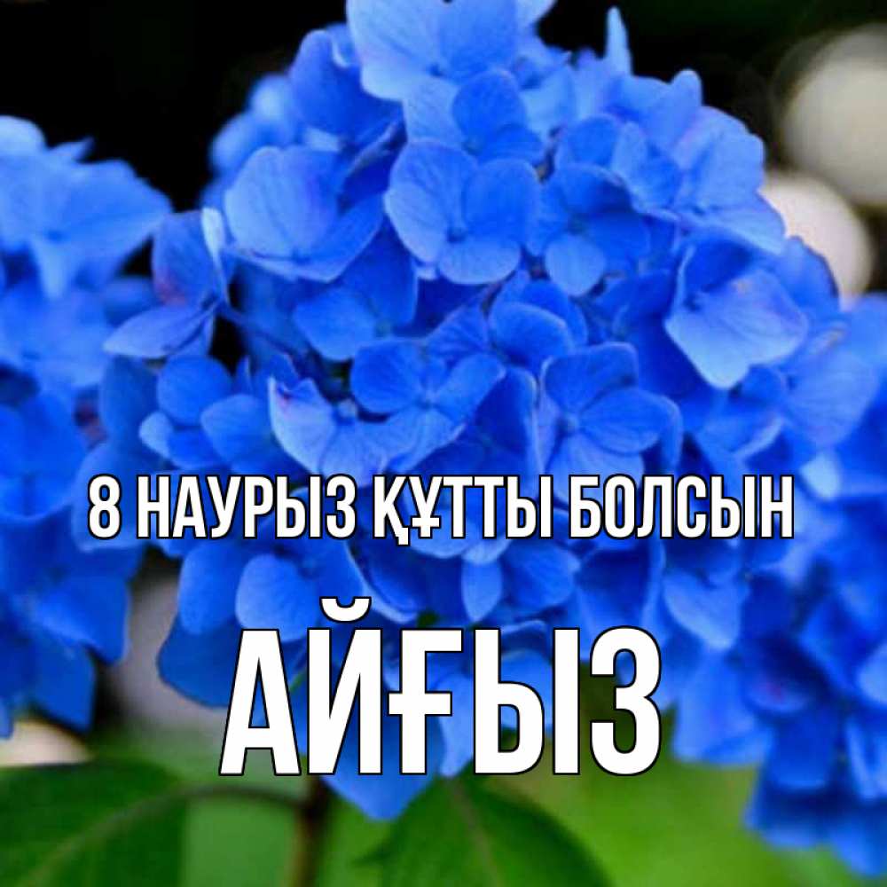 Күн сайын ашық хат с именем, АЙҒЫЗ 8 наурыз құтты болсын синие цветы Онлайн тегін жүктеп алу тілектері бар керемет карта 