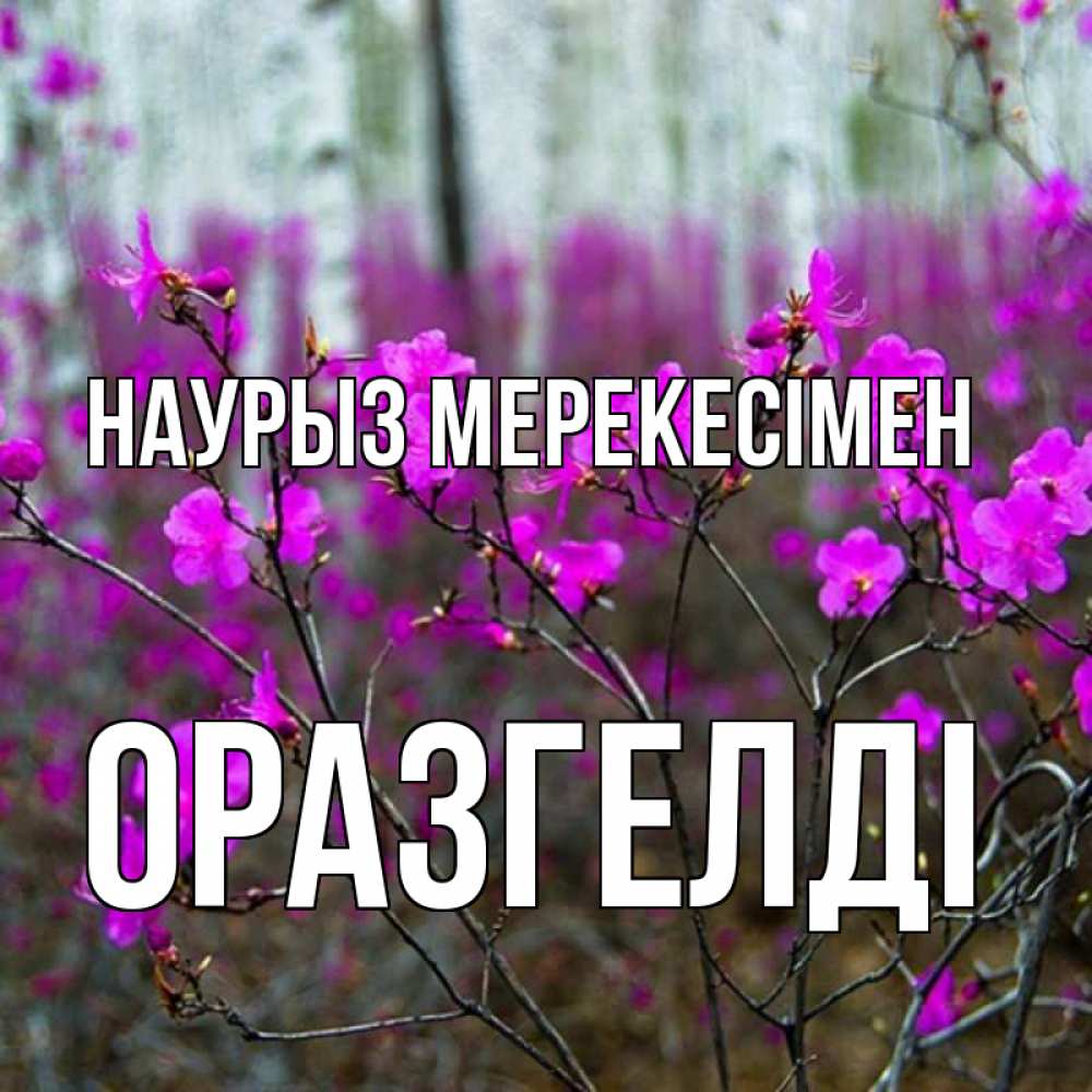 Күн сайын ашық хат с именем, ОРАЗГЕЛДІ Наурыз мерекесімен дикие цветы Онлайн тегін жүктеп алу тілектері бар керемет карта 