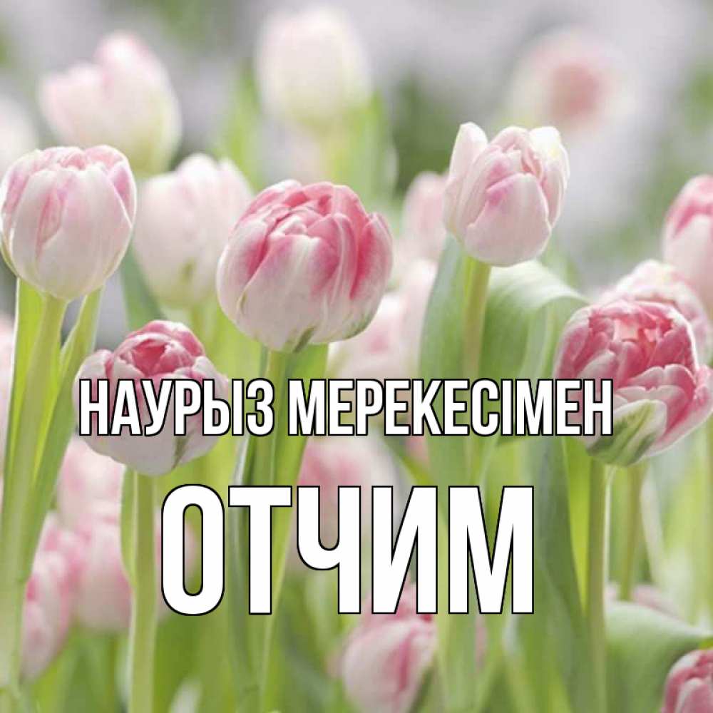 Күн сайын ашық хат с именем, Отчим Наурыз мерекесімен цветы Онлайн тегін жүктеп алу тілектері бар керемет карта 