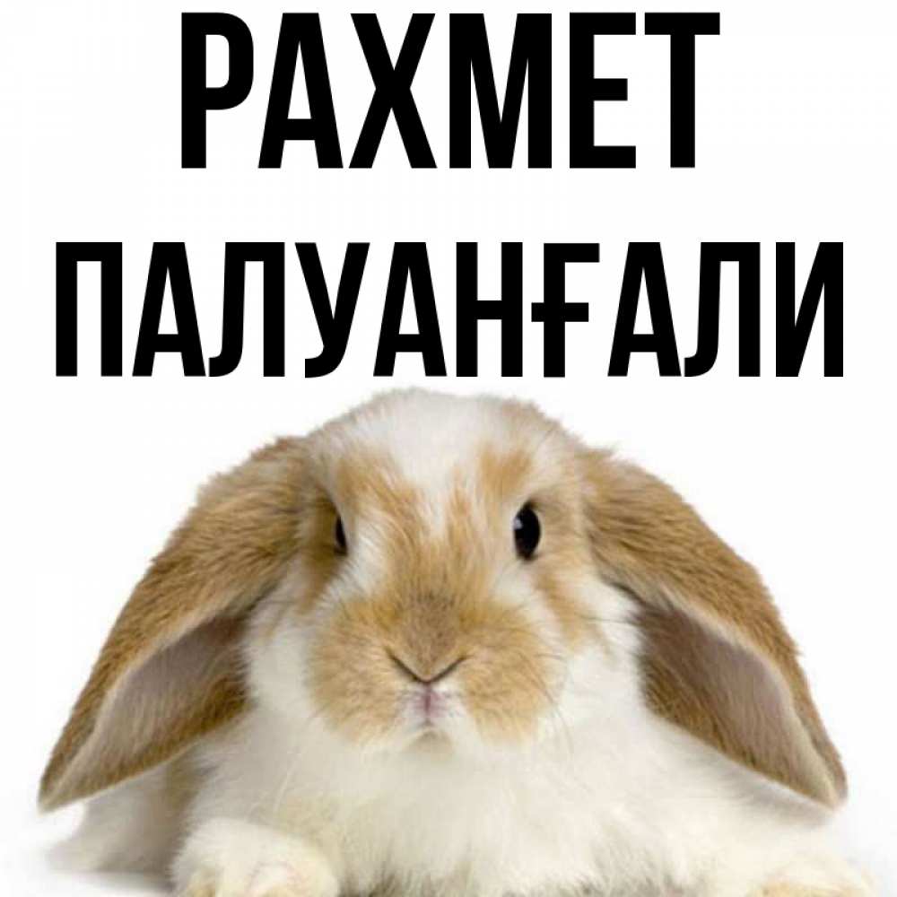 Күн сайын ашық хат с именем, ПАЛУАНҒАЛИ рахмет коричнево белый заяц Онлайн тегін жүктеп алу тілектері бар керемет карта 