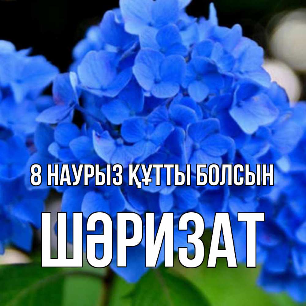 Күн сайын ашық хат с именем, ШӘРИЗАТ 8 наурыз құтты болсын синие цветы Онлайн тегін жүктеп алу тілектері бар керемет карта 
