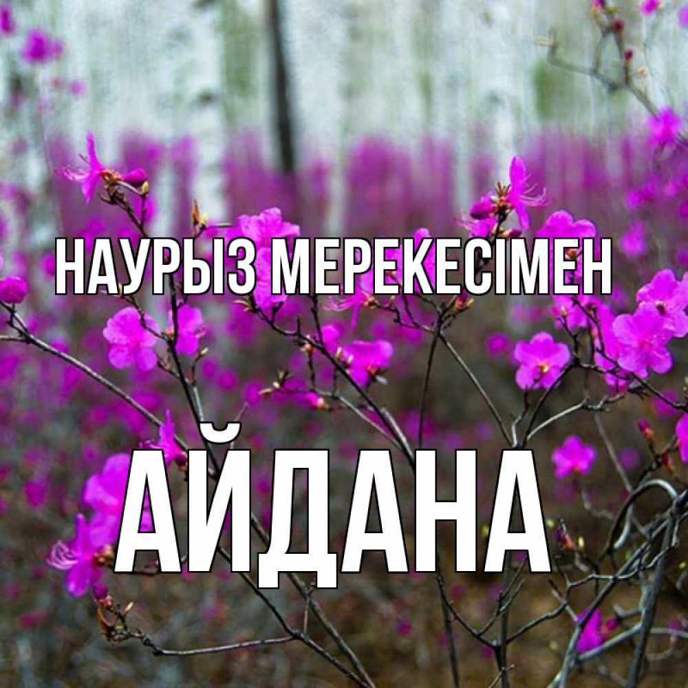 Күн сайын ашық хат с именем, АЙДАНА Наурыз мерекесімен дикие цветы Онлайн тегін жүктеп алу тілектері бар керемет карта 