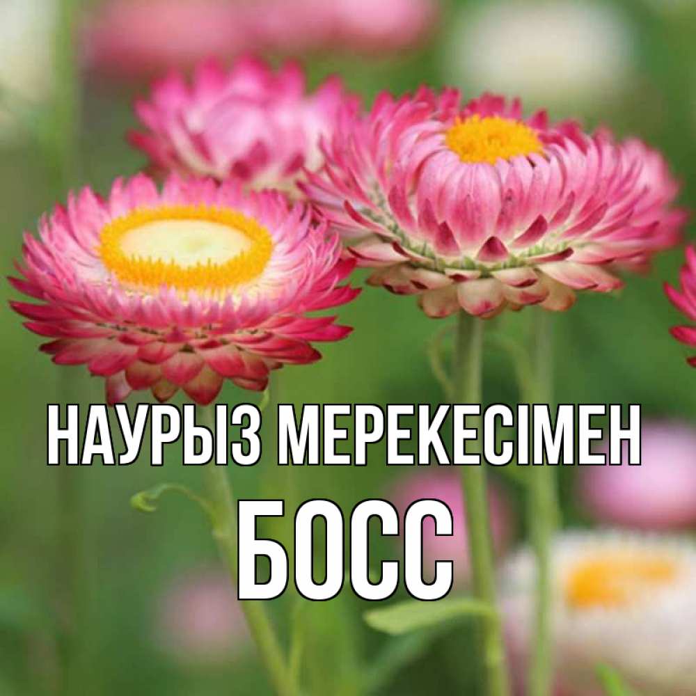 Күн сайын ашық хат с именем, Босс Наурыз мерекесімен подарок на международный женский день Онлайн тегін жүктеп алу тілектері бар керемет карта 