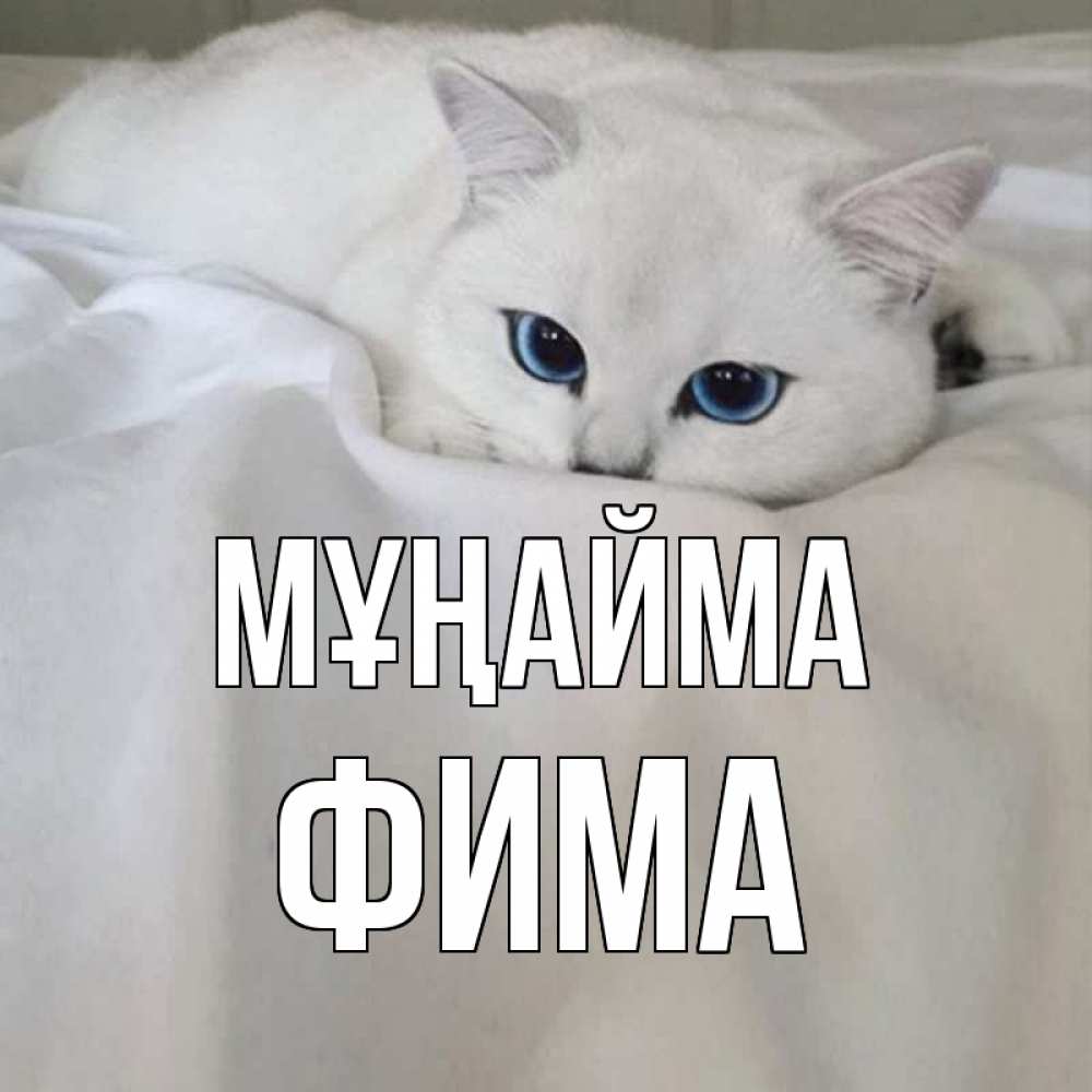 Күн сайын ашық хат с именем, Фима Мұңайма белый кот с голубыми глазами на белоснежной кровати Онлайн тегін жүктеп алу тілектері бар керемет карта 