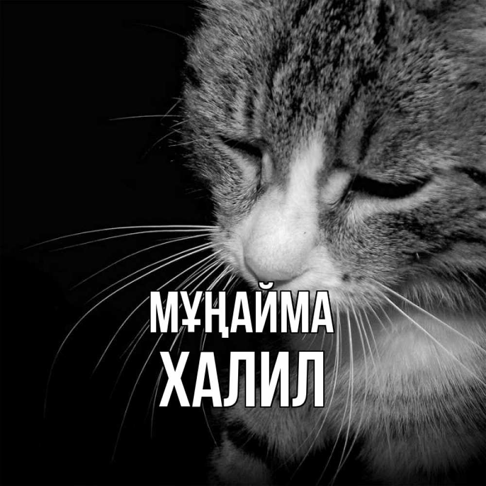 Күн сайын ашық хат с именем, ХАЛИЛ Мұңайма грустный котик Онлайн тегін жүктеп алу тілектері бар керемет карта 