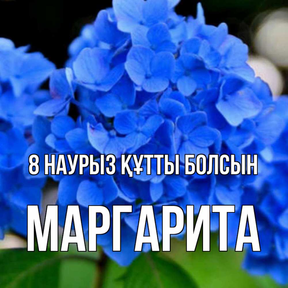 Күн сайын ашық хат с именем, Маргарита 8 наурыз құтты болсын синие цветы Онлайн тегін жүктеп алу тілектері бар керемет карта 